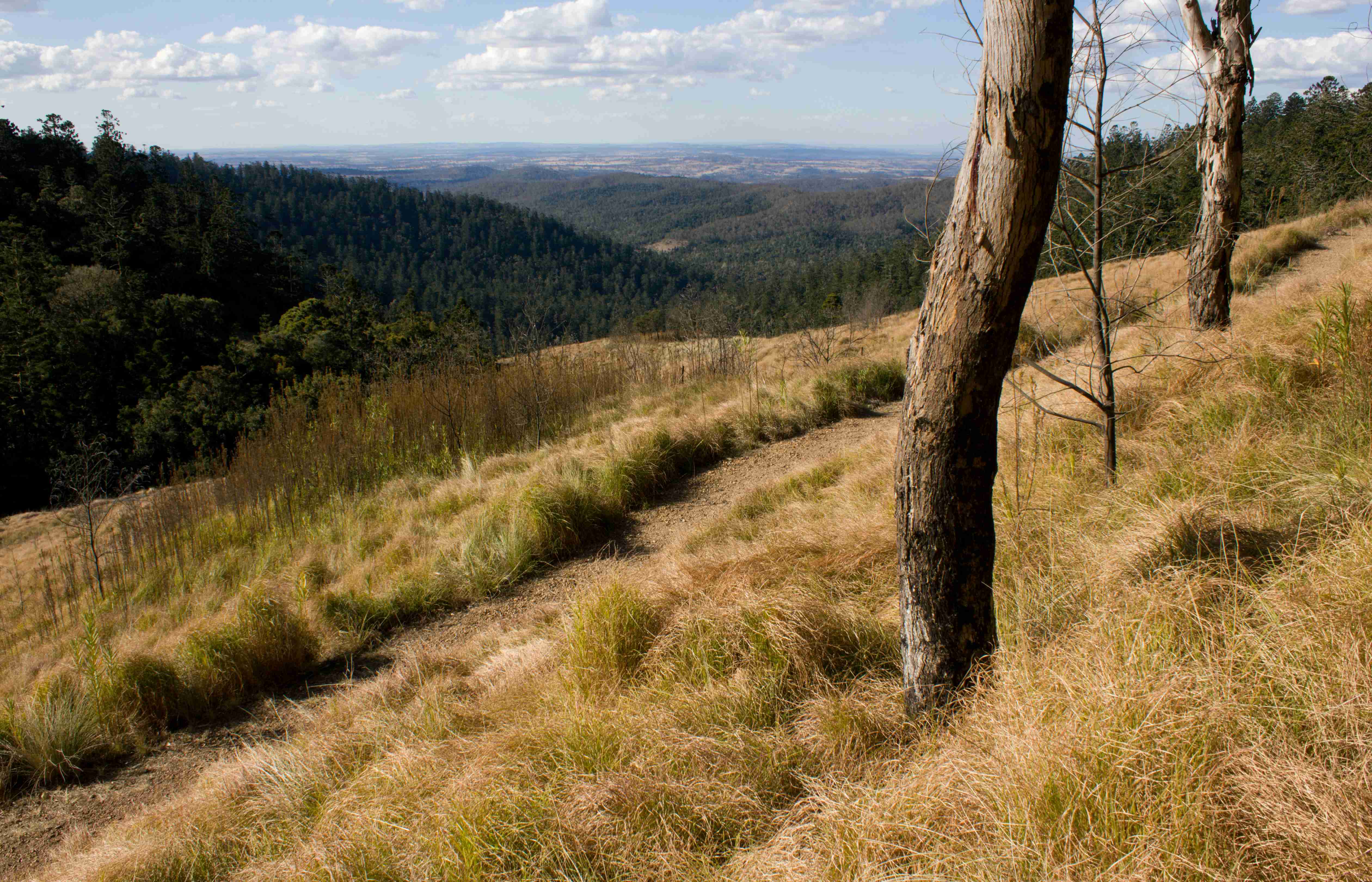 Bunya Mountains